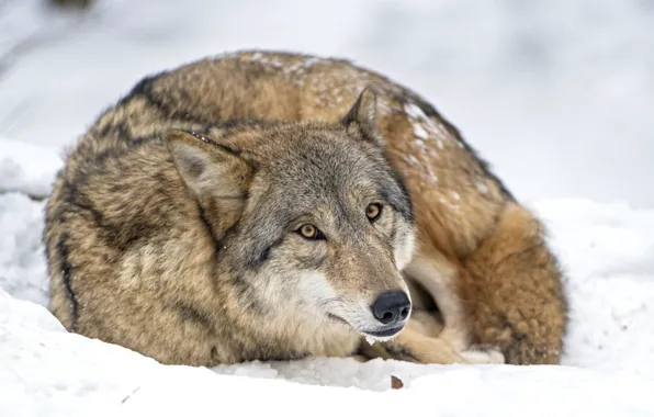 Картинка снег, волк, хищник
