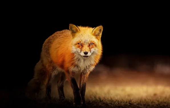Картинка predator, portrait, Wallpaper Red fox