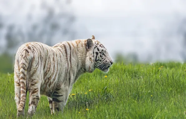 Кошка, трава, белый тигр, ©Tambako The Jaguar