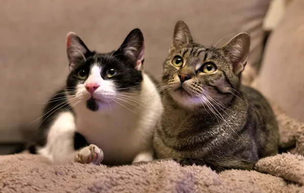 Кошка, кот, взгляд, кошки, поза, коты, мордашка