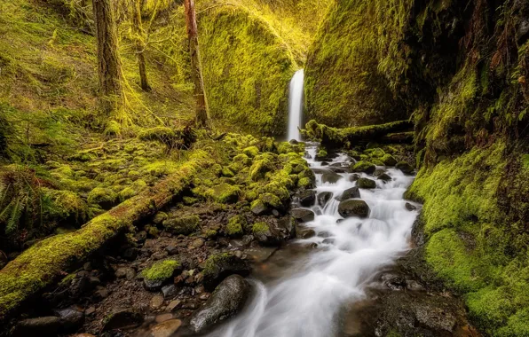 Лес, ручей, водопад, мох, Орегон, Oregon, Columbia River Gorge, Mossy Grotto Falls