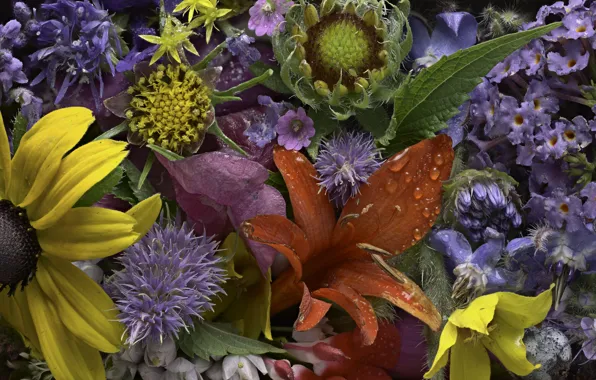 Капли, цветы, роса, текстура, бутоны, Martin Dollenkamp