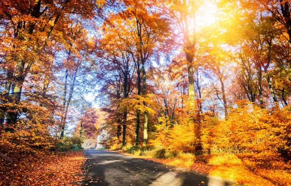 Дорога, осень, лес, листья, деревья, парк, forest, road