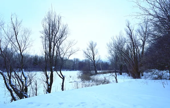 Солнце, Небо, Природа, Дерево, Деревья, Лес, Ель, Ствол