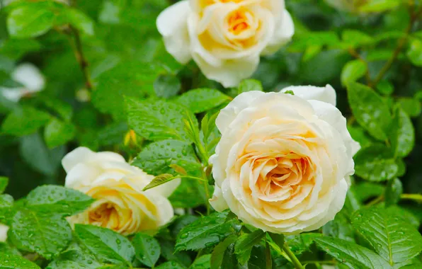 Rose, flower, blooming
