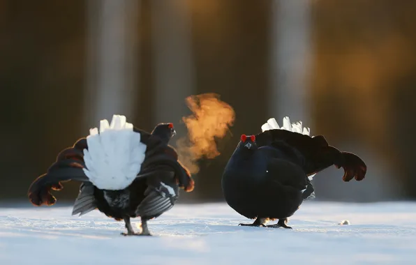 Animals, birds, Finland, males, in Kuusamo, Black grouse