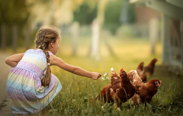 Картинка лето, девочка, курицы