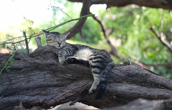 Кошка, кот, дерево, отдых, сон, спящая