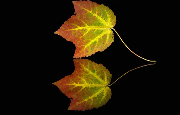 Картинка осень, лист, отражение, краски