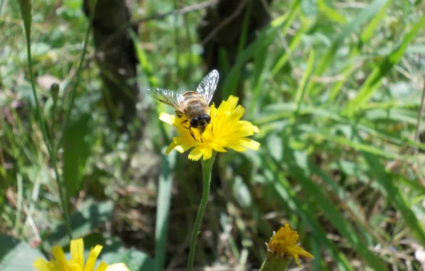 Flower, wild, bee