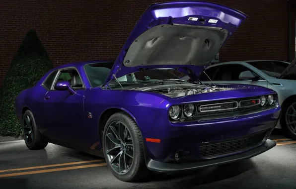 Dodge, Challenger, muscle car, культовый автомобиль