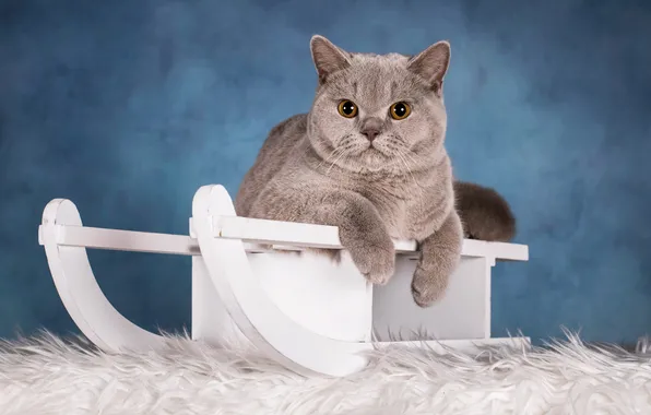 Кошка, кот, взгляд, мех, мордашка, санки