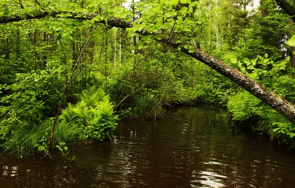 Деревья, река, Лес, зелень.