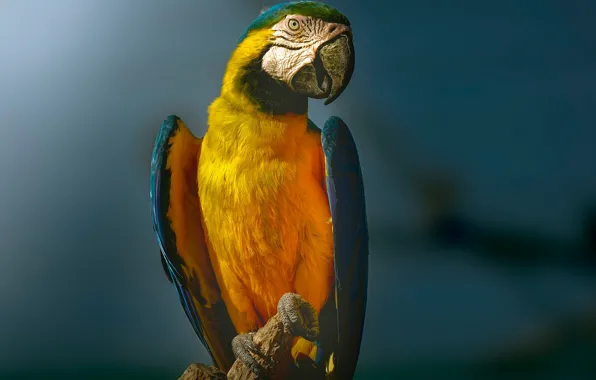 Картинка фон, птица, попугай, Сине-жёлтый ара