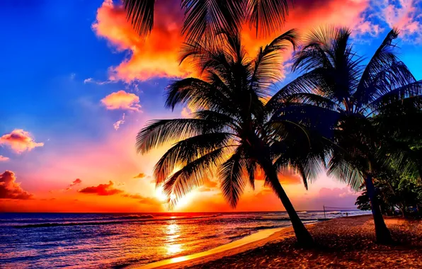 Trees, sea, Sunset, Palm