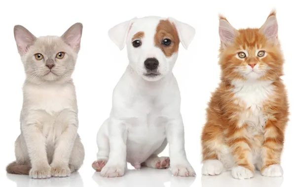 Картинка собака, котята, щенок, Бурманская кошка, Мейн-кун, Джек-рассел-терьер
