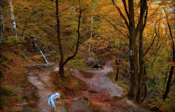 Картинка Осень, Деревья, Лес, Тропа, Dog, Fall, Autumn, Forest