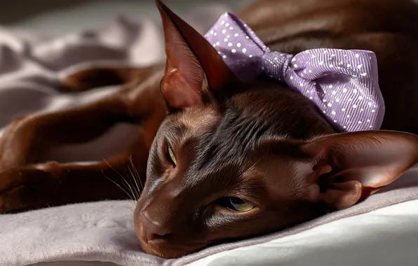 Кошка, кот, поза, лежит, мордашка, бантик, коричневая, ориентал