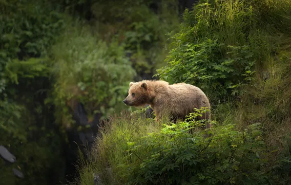 Картинка лес, медведь, Аляска, Бурый медведь, Кадьяк