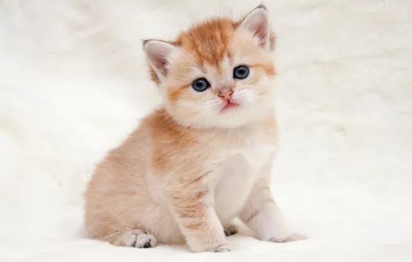 Кошка, взгляд, поза, котенок, мордашка