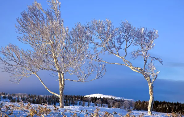Картинка зима, лес, небо, снег, деревья, горы, холмы