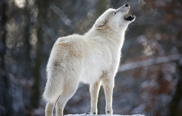 Картинка белый, волк, хищник, вой, Wolf