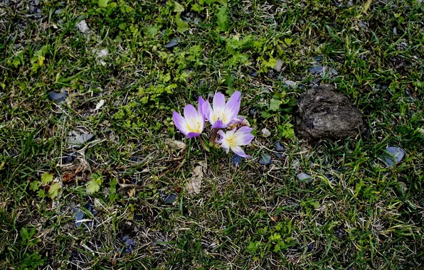 Картинка цветы, Крокусы, Абхазия, Альпийские луга