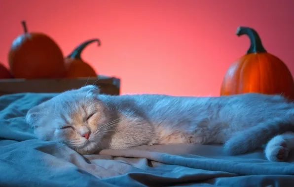 Cat, sleep, pumpkin