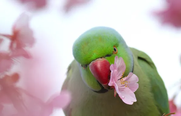 Цветок, птица, сакура, попугай, Индийский кольчатый попугай, Ожереловый попугай Крамера