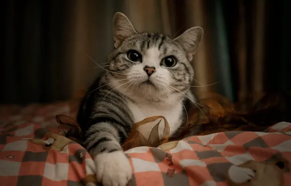 Кошка, кот, взгляд, поза, портрет, покрывало, постель, мордашка