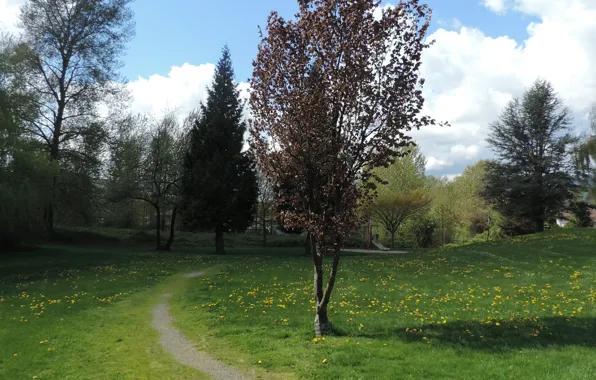 Картинка поле, деревья, Nature, тропинка, trees, path