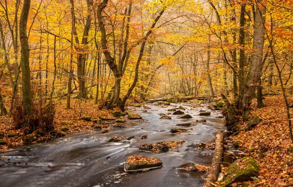 River, water, autumn, rocks, leaves, autumn colors, fall, foliage