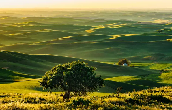 Картинка дерево, холмы, США, Washington, Steptoe, Steptoe Butte