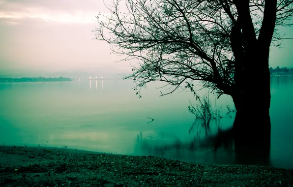 Картинка туман, озеро, дерево, берег, утро