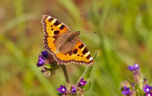 Colorful, flower, butterfly