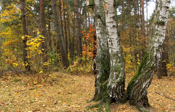 Forest, trees, park, autumn, fall