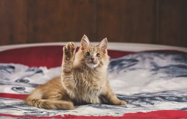 Кошка, кот, взгляд, поза, доски, рыжий, мордашка, сидит