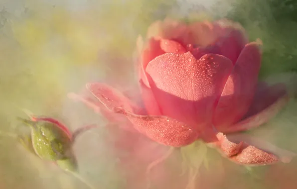 Капли, свет, розы