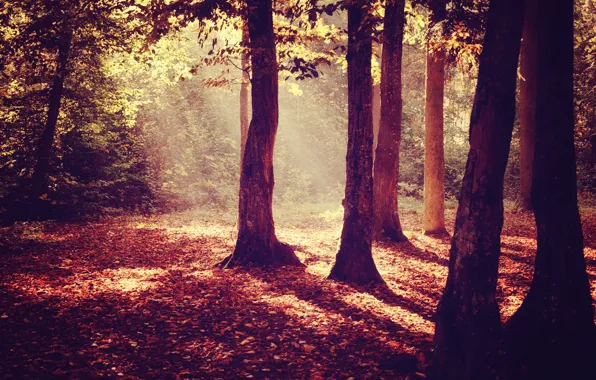 Forest, trees, autumn, leaves, sunlight, sunray