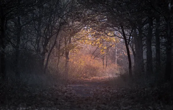 Осень, лес, деревья, листва, forest, trees, autumn, просвет