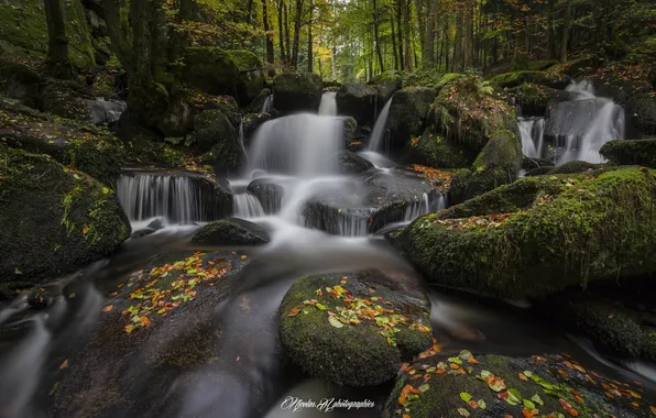 Картинка лес, природа, река, листва, осень.камни