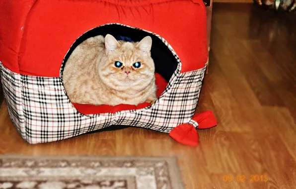 Кот, макс, ммррр