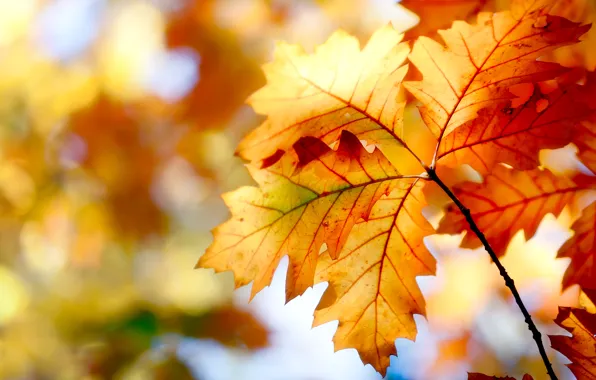 Картинка осень, листья, природа, краски, colors, nature, autumn, leaves