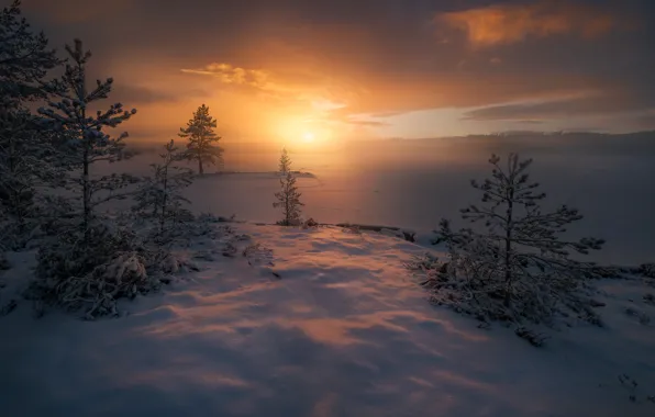Зима, снег, деревья, туман, восход, рассвет, утро, мороз
