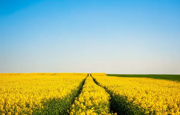Widescreen, sky, nature, flowers