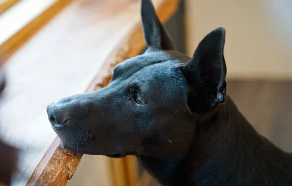 Картинка фон, собака, черная, уши