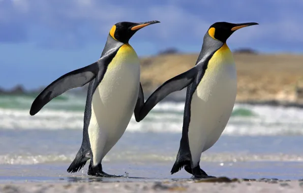 Картинка любовь, пингвины, дружба, Животные