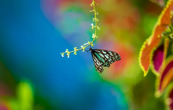 Листья, макро, природа, бабочка