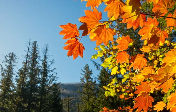 Картинка осень, небо, листья, деревья, багрянец