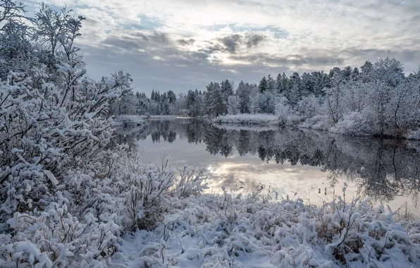 Зима, лес, снег, озеро, отражение, кусты, Финляндия, Finland